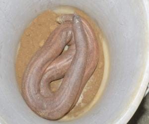 rare snake captured from smuggler.