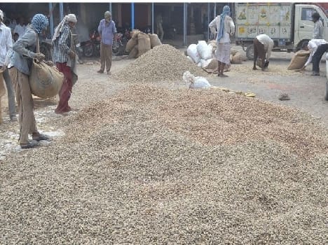 peanuts yield droped this year 