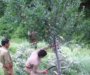 high court decision on apple tree cutting.