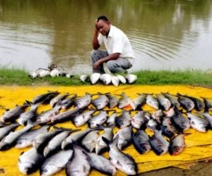 Fishes died raebareli.