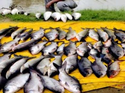 Fishes died raebareli.
