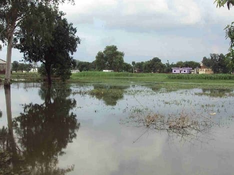 Rain water submerged paddy nursery