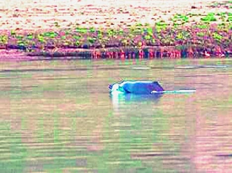 chambal me barha dolfin ka kunba  