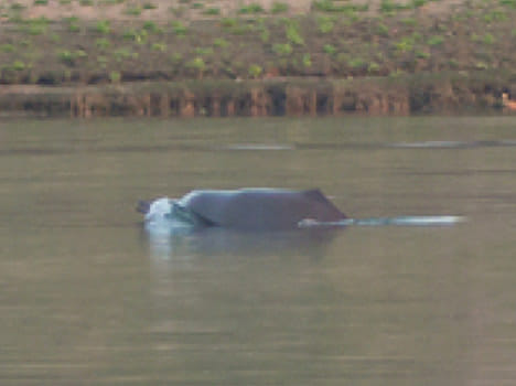 Dolphins constantly growing in Agra.