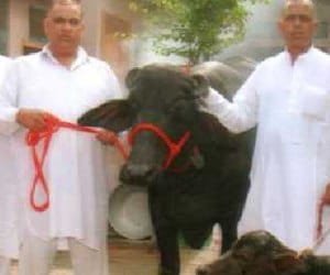 omg news sultanpur buffelo sale big price