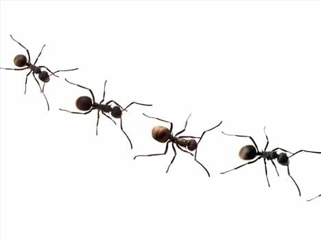 ants may pick boing 
