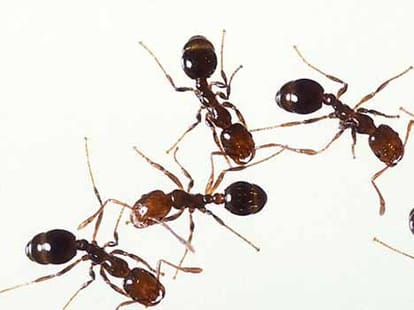 ants may pick boing 