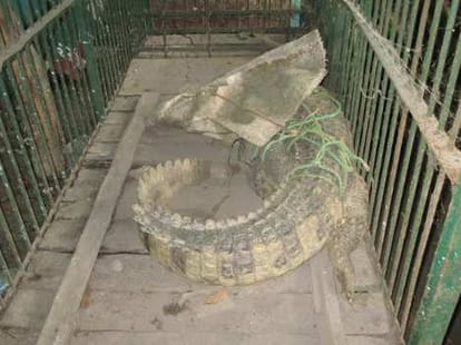  a crocodile engaged railway track in up