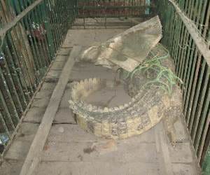  a crocodile engaged railway track in up