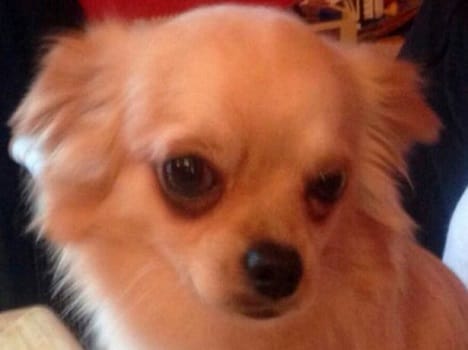 'I've found your missing dog and I've EATEN him'