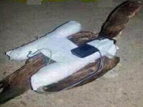 Are ISIS using CHICKEN 'suicide bombers'?