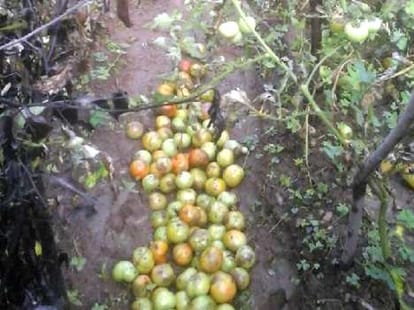 heavy rainfall effect tomato crops in himachal.