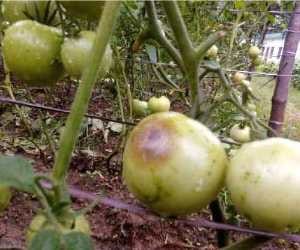 heavy rainfall effect tomato crops in himachal.