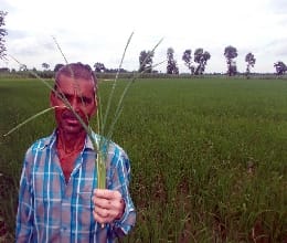 Sudi Lpetk outbreak of leaf on rice