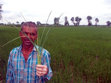rice crop ill