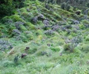 illegal tree apple encroachments on forest land by mla's and leaders.