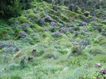 Delhi High court scraps 6 percent commission from Himachal Pradesh growers.