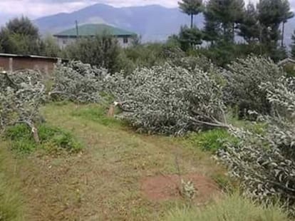 illegal tree apple encroachments on forest land by mla's and leaders.