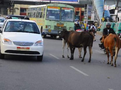 stray animals are the big cause of deaths in lucknow