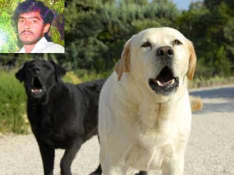 man protests against dog barking brutally beaten to death
