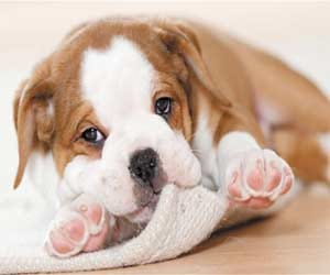case against the dog owner on his death
