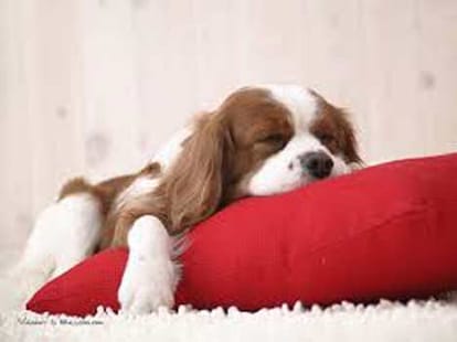 avoid thses myths if you own a pet 