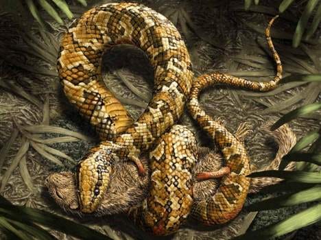 four legged snake
