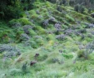 encroachment on forest land by politician and govt officers.