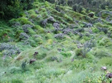 9727 encroachment case on forest land in himachal.