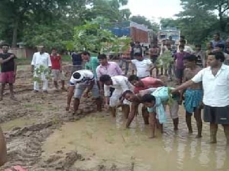 Transplanting of rice in logging