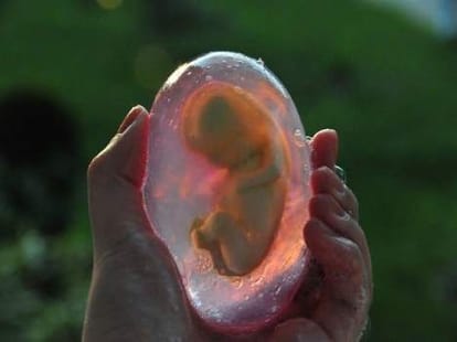 School's lab found in human embryos, also parts of the protected animals