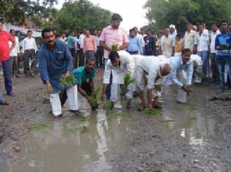 The farmers planted rice on the road .