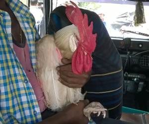 communal violence in up due to cock