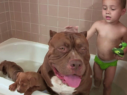 World's Biggest Pit Bull Is Now Father To An Adorable $500K Litter 
