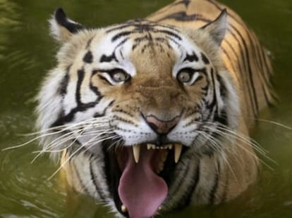 bangladesh tiger poacher