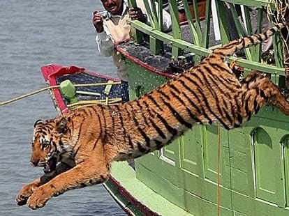 modi's devlopment is harmful for tigers 