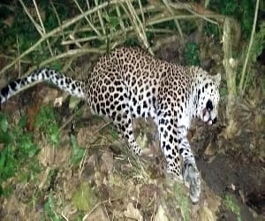doctor found pan masala pouch in leopard stomach