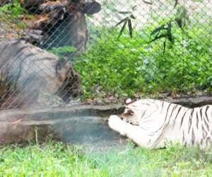 Tigers are get closer for breeding
