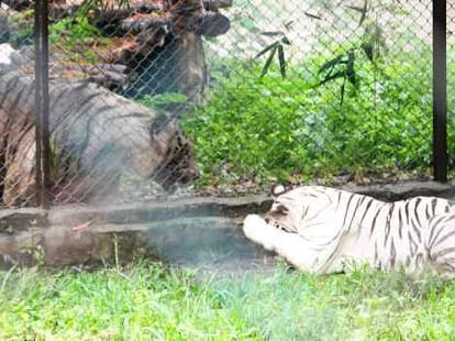 modi's devlopment is harmful for tigers 