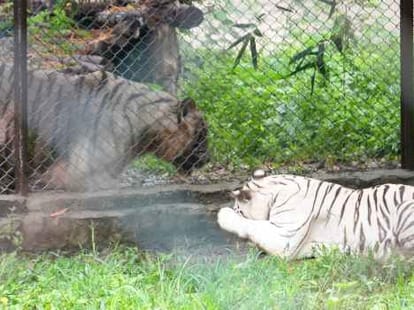 Tigers are get closer for breeding