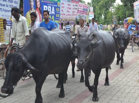 Racing on city streets Herd , Municipality silence