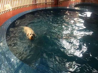beauty parlour for dogs in india