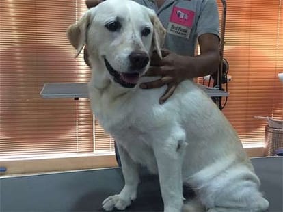 beauty parlour for dogs in india