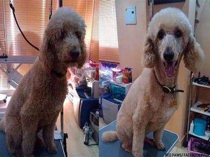 beauty parlour for dogs in india