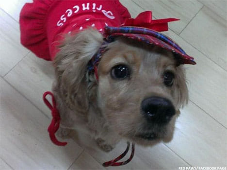 beauty parlour for dogs in india