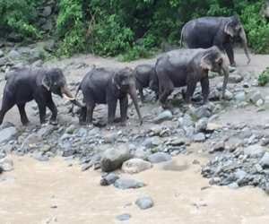 elephants cordon house in kotdwar.