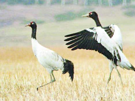 Black-necked cranes survey in the country will be done by himachal.