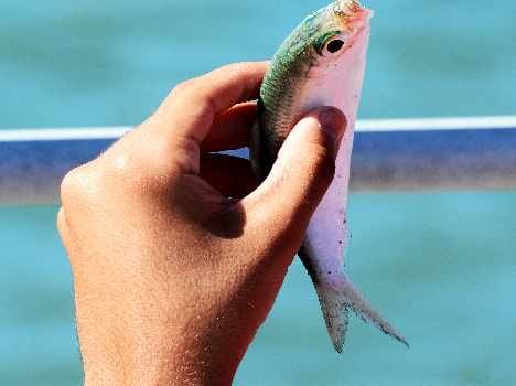 mother rubs alive fish on childs gum to grow teeth which took her life