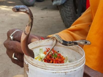 woman died by snake bite, snake charmer claim to alive again.