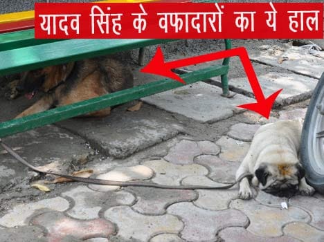 Yadav Singh's wife and children escaped, German Shepherd and Pug worse.